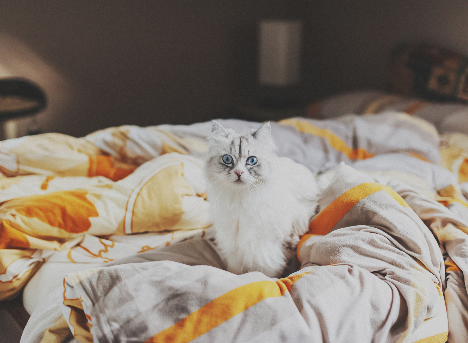 White Cat With Blue Eyes In Bed wallpaper 1920x1408
