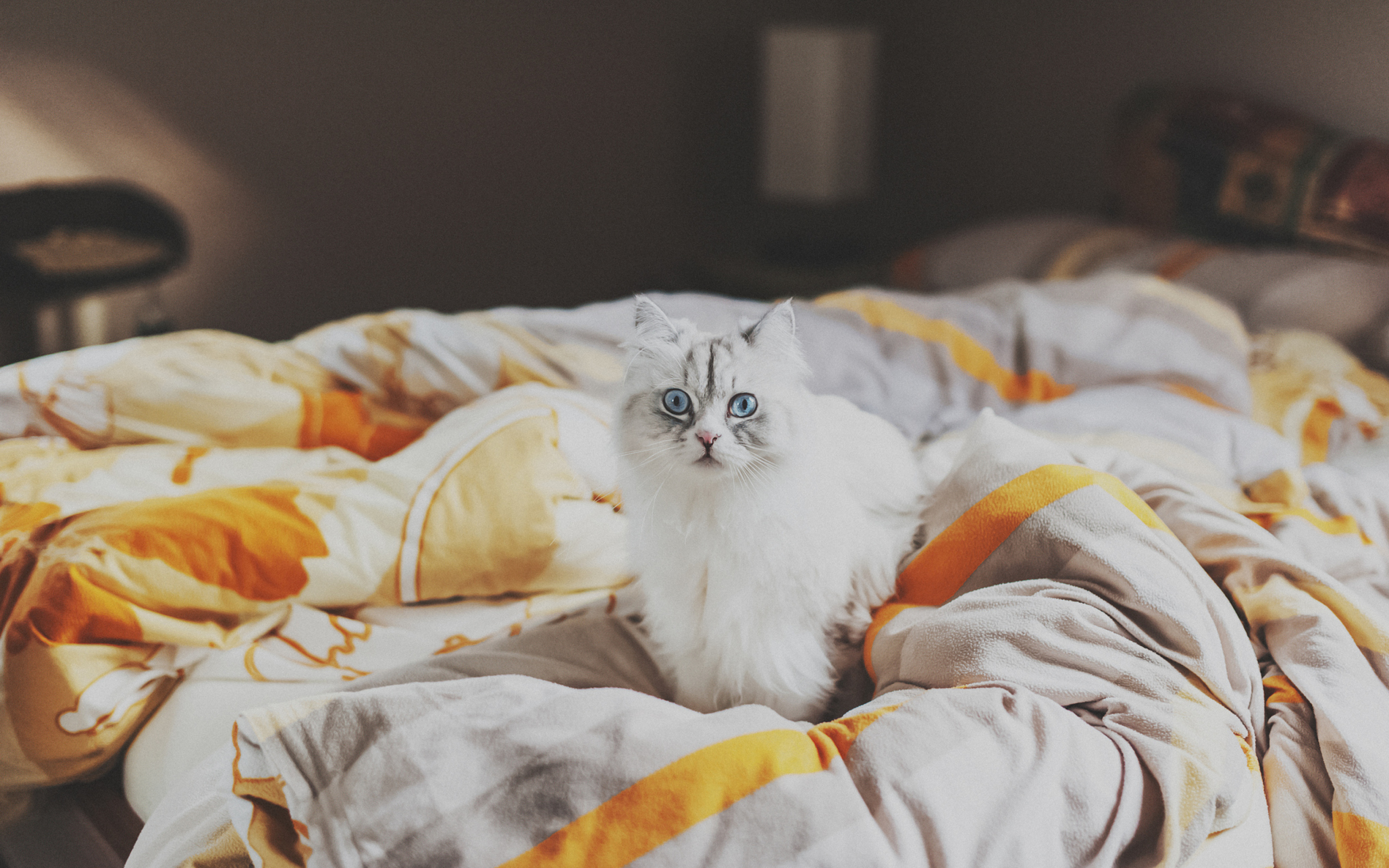 Обои White Cat With Blue Eyes In Bed 2560x1600