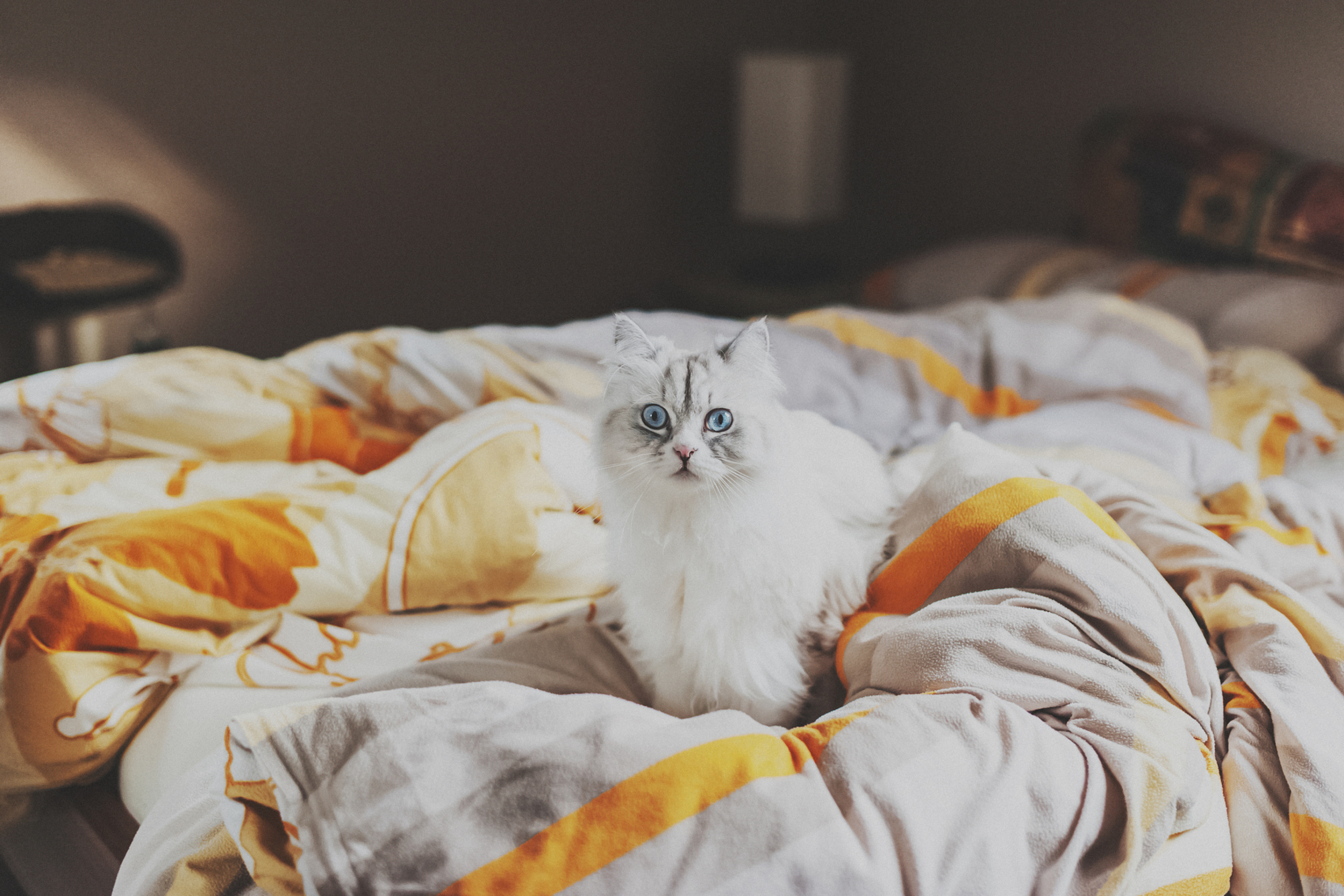 Fondo de pantalla White Cat With Blue Eyes In Bed 2880x1920