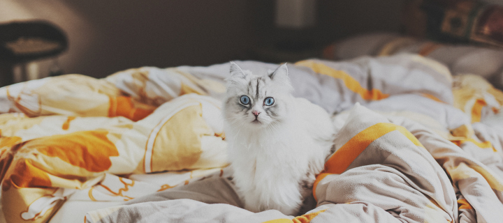 Das White Cat With Blue Eyes In Bed Wallpaper 720x320