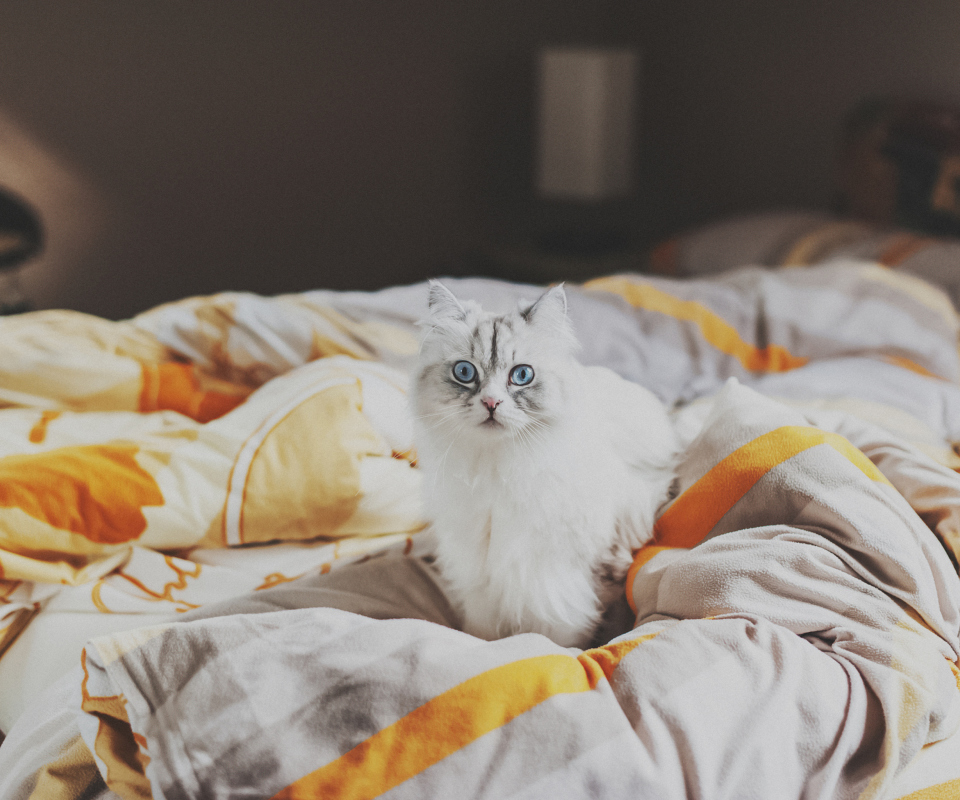 Обои White Cat With Blue Eyes In Bed 960x800