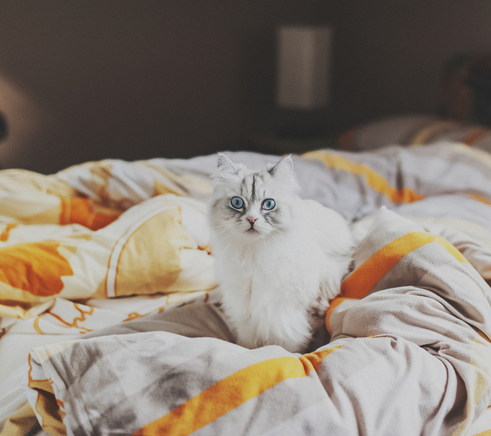 Fondo de pantalla White Cat With Blue Eyes In Bed 960x854