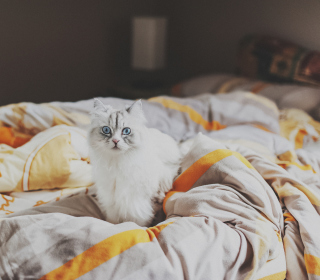 Kostenloses White Cat With Blue Eyes In Bed Wallpaper für 208x208