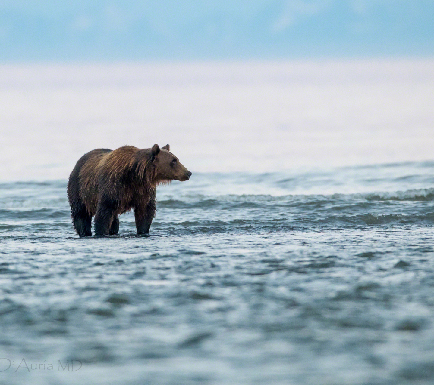 Brown Bear screenshot #1 1440x1280