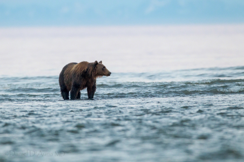 Brown Bear wallpaper 480x320