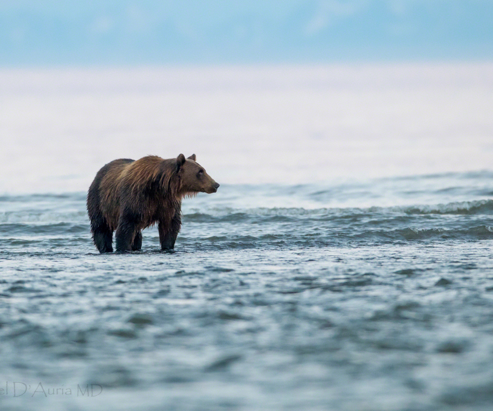 Sfondi Brown Bear 960x800