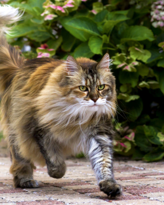 Shaggy Cat - Obrázkek zdarma pro 640x1136