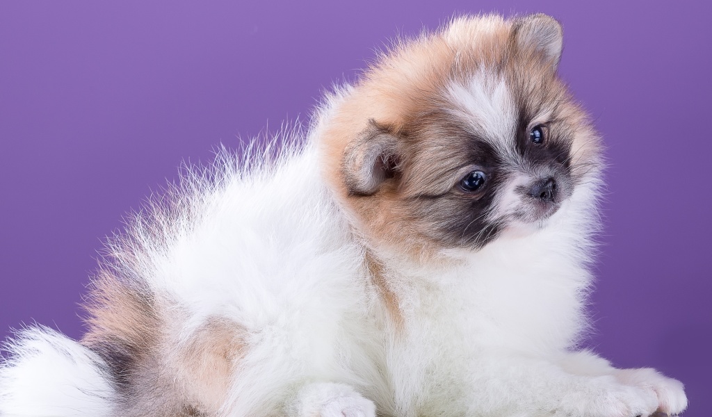 Das Spitz puppy Wallpaper 1024x600