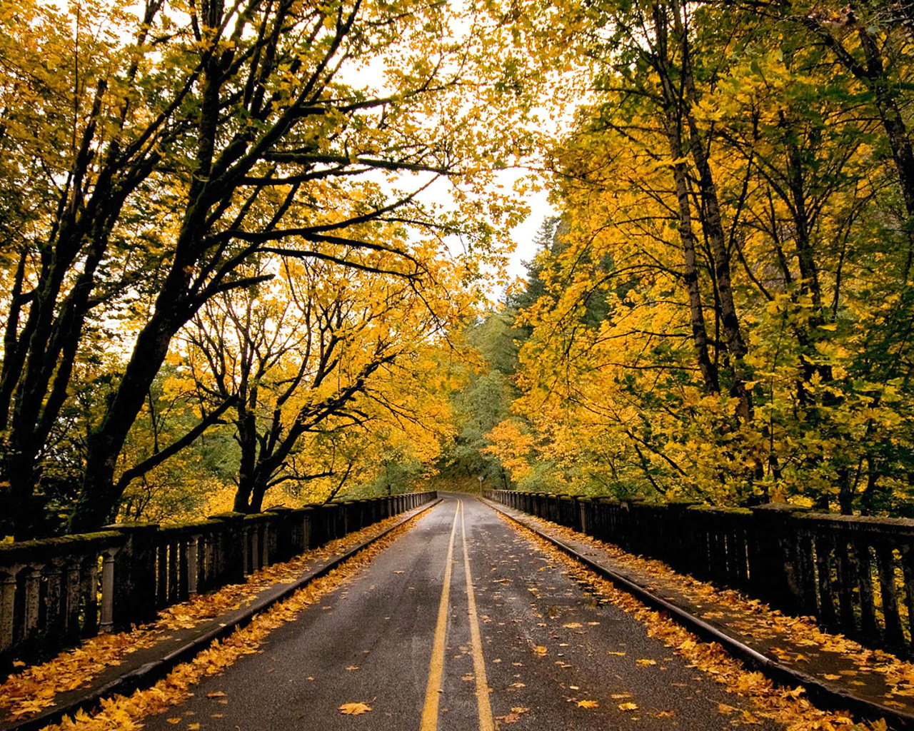 Das Wet autumn road Wallpaper 1280x1024