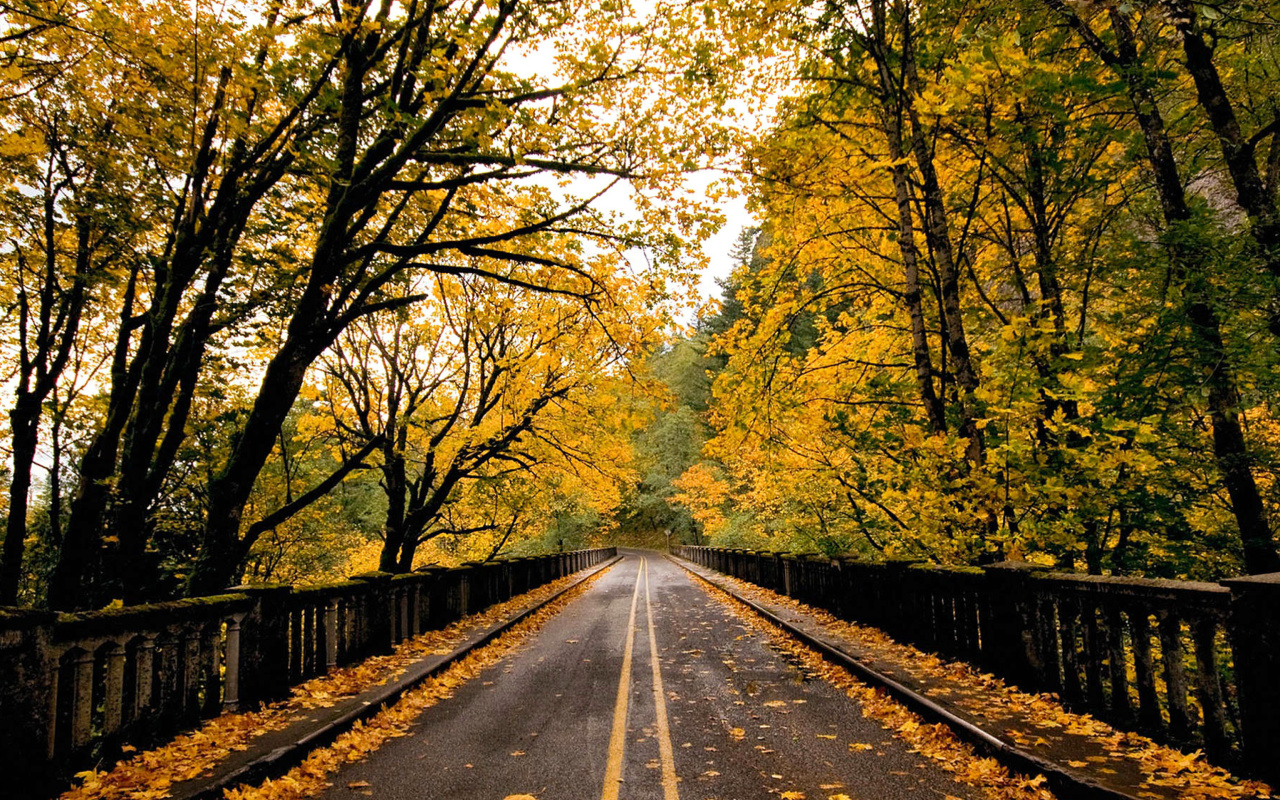 Wet autumn road wallpaper 1280x800