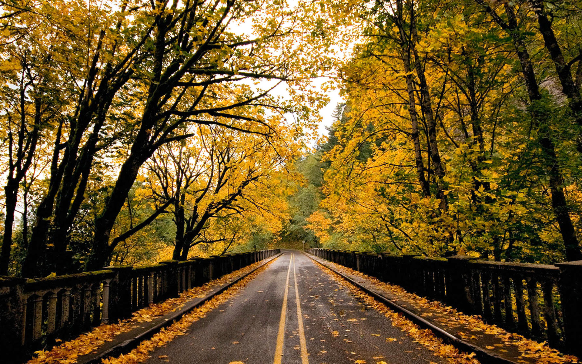 Обои Wet autumn road 1920x1200