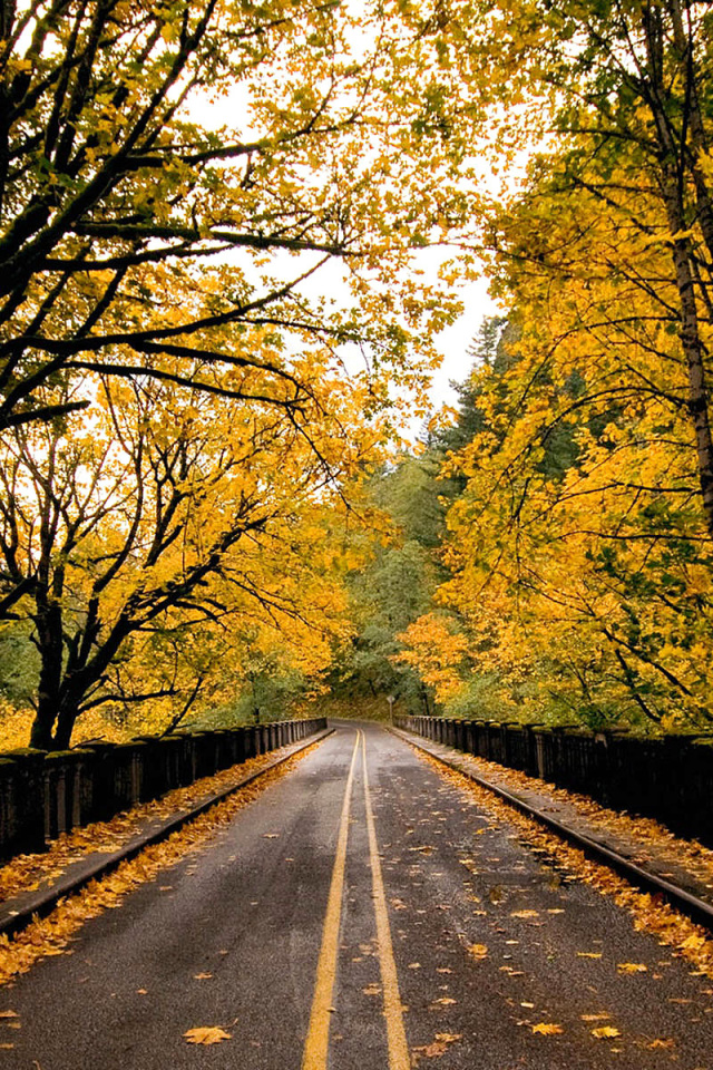 Sfondi Wet autumn road 640x960