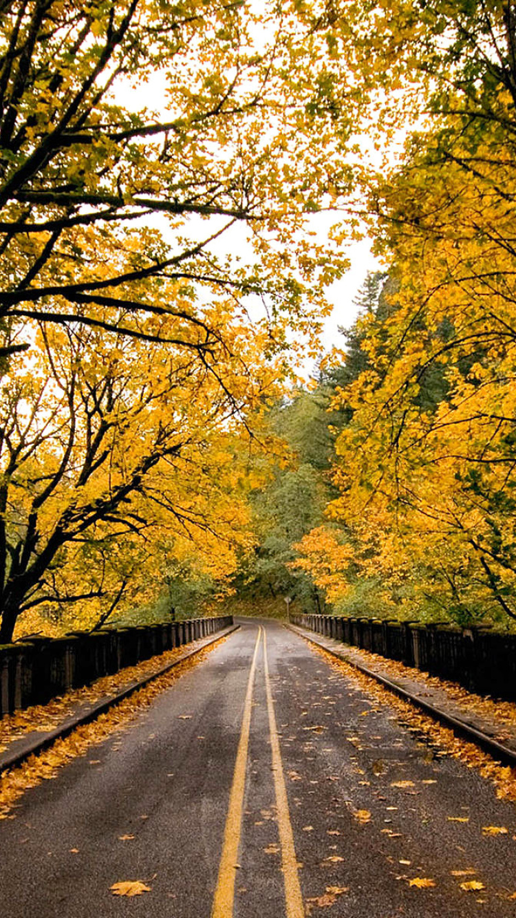 Обои Wet autumn road 750x1334