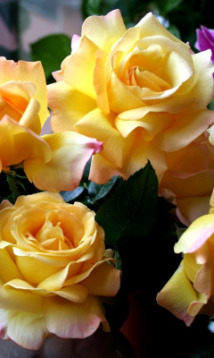 Обои Yellow roses 240x400