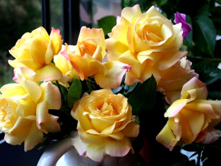 Обои Yellow roses 320x240