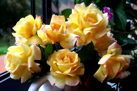 Screenshot №1 pro téma Yellow roses 480x320