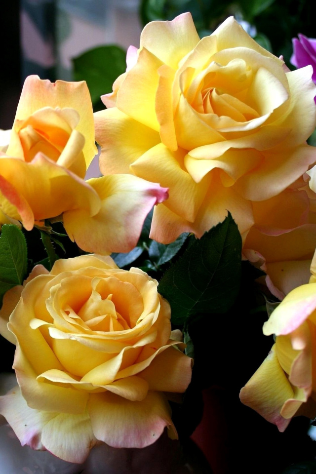 Fondo de pantalla Yellow roses 640x960