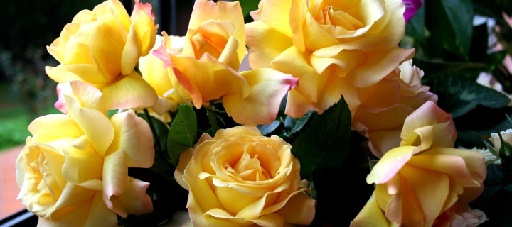 Yellow roses screenshot #1 720x320