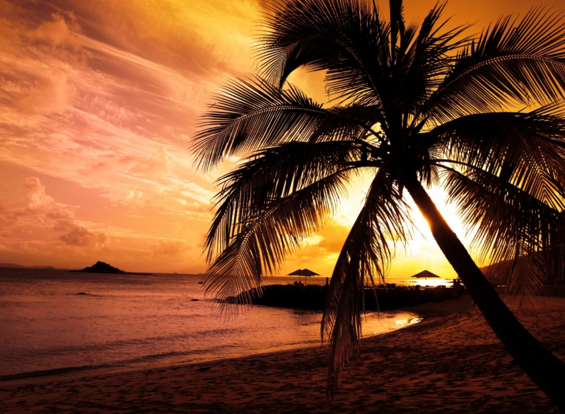 Fondo de pantalla Palm Tree 1920x1408