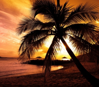 Palm Tree - Obrázkek zdarma pro iPad mini 2