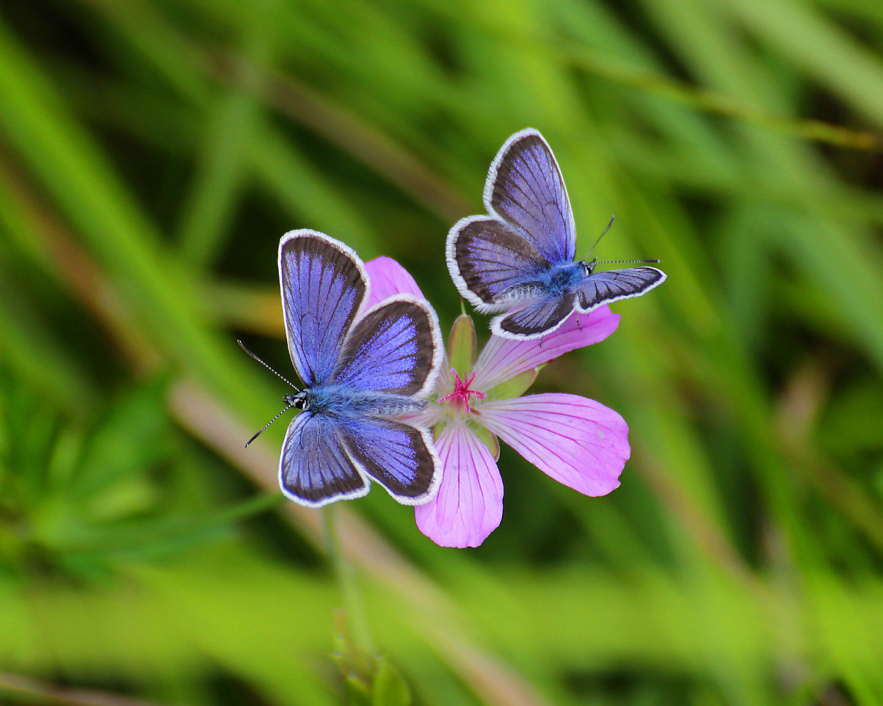 Обои Butterfly on Grass Bokeh Macro 1280x1024
