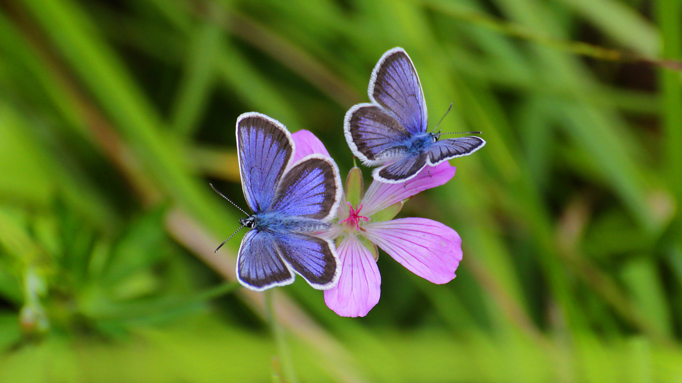 Sfondi Butterfly on Grass Bokeh Macro 1366x768