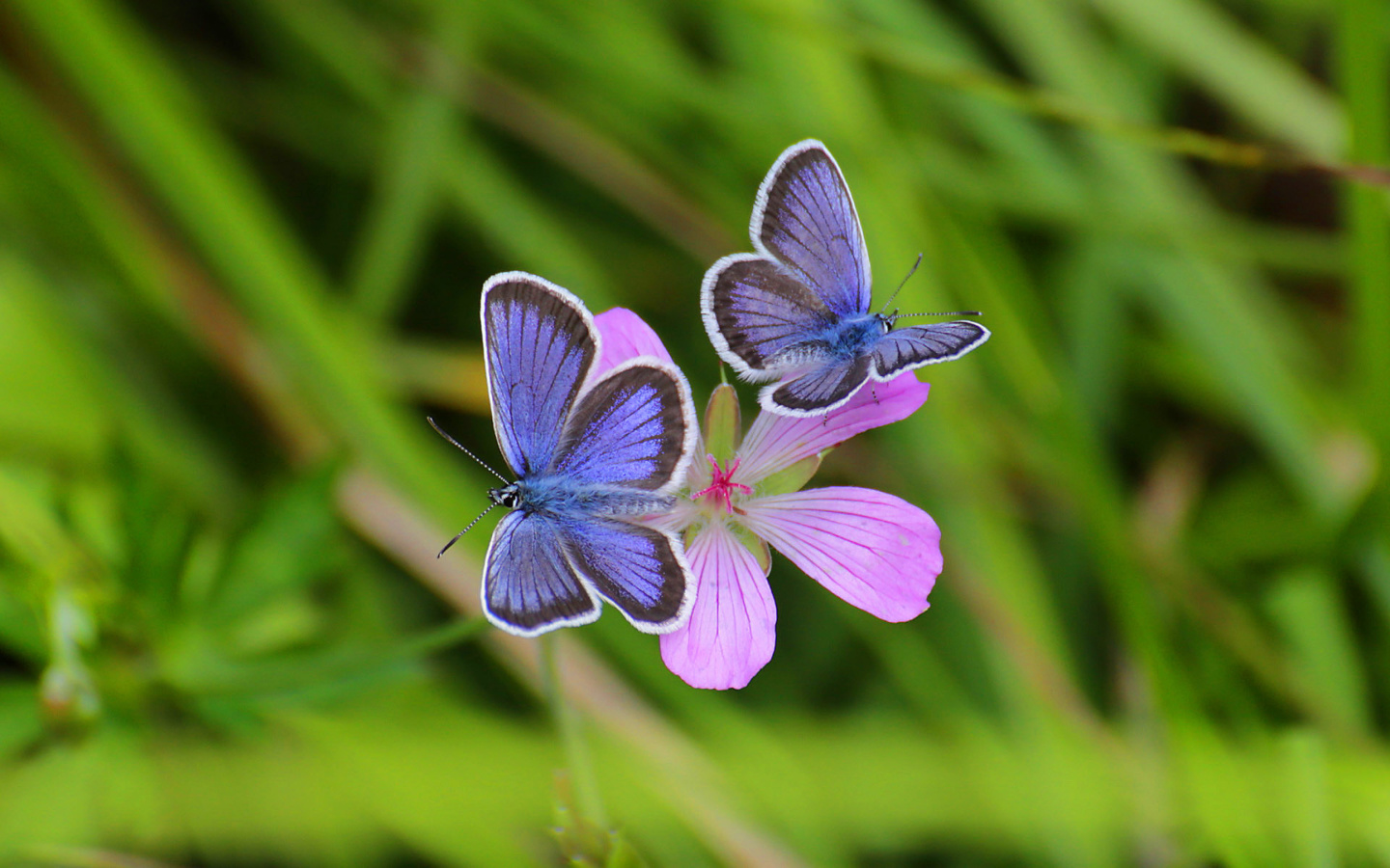 Обои Butterfly on Grass Bokeh Macro 1440x900