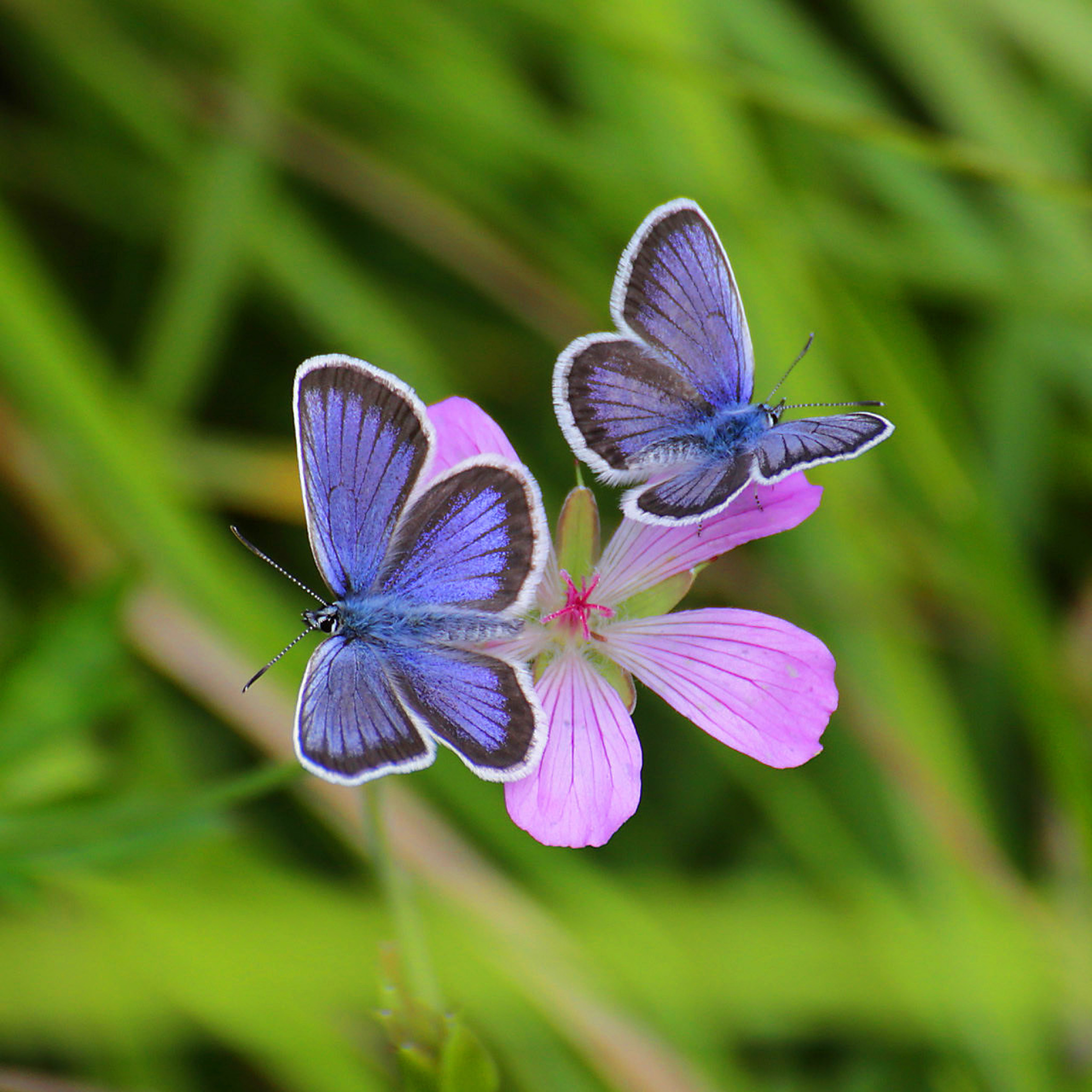 Butterfly on Grass Bokeh Macro wallpaper 2048x2048