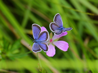 Обои Butterfly on Grass Bokeh Macro 320x240