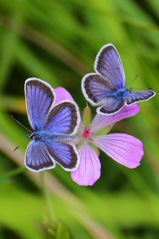 Fondo de pantalla Butterfly on Grass Bokeh Macro 320x480