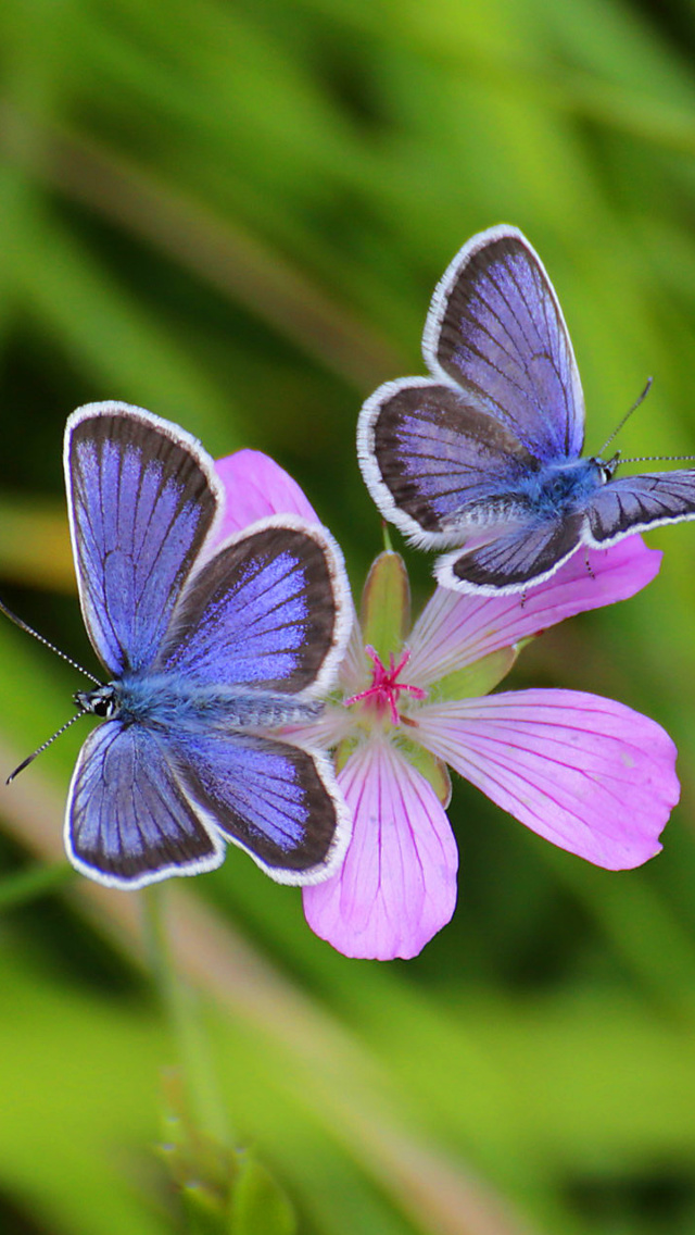 Butterfly on Grass Bokeh Macro wallpaper 640x1136