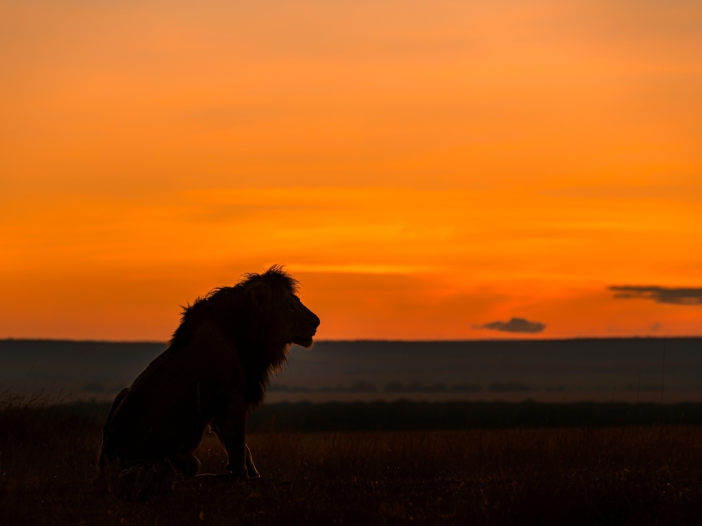 Sfondi Savannah and lion 1024x768