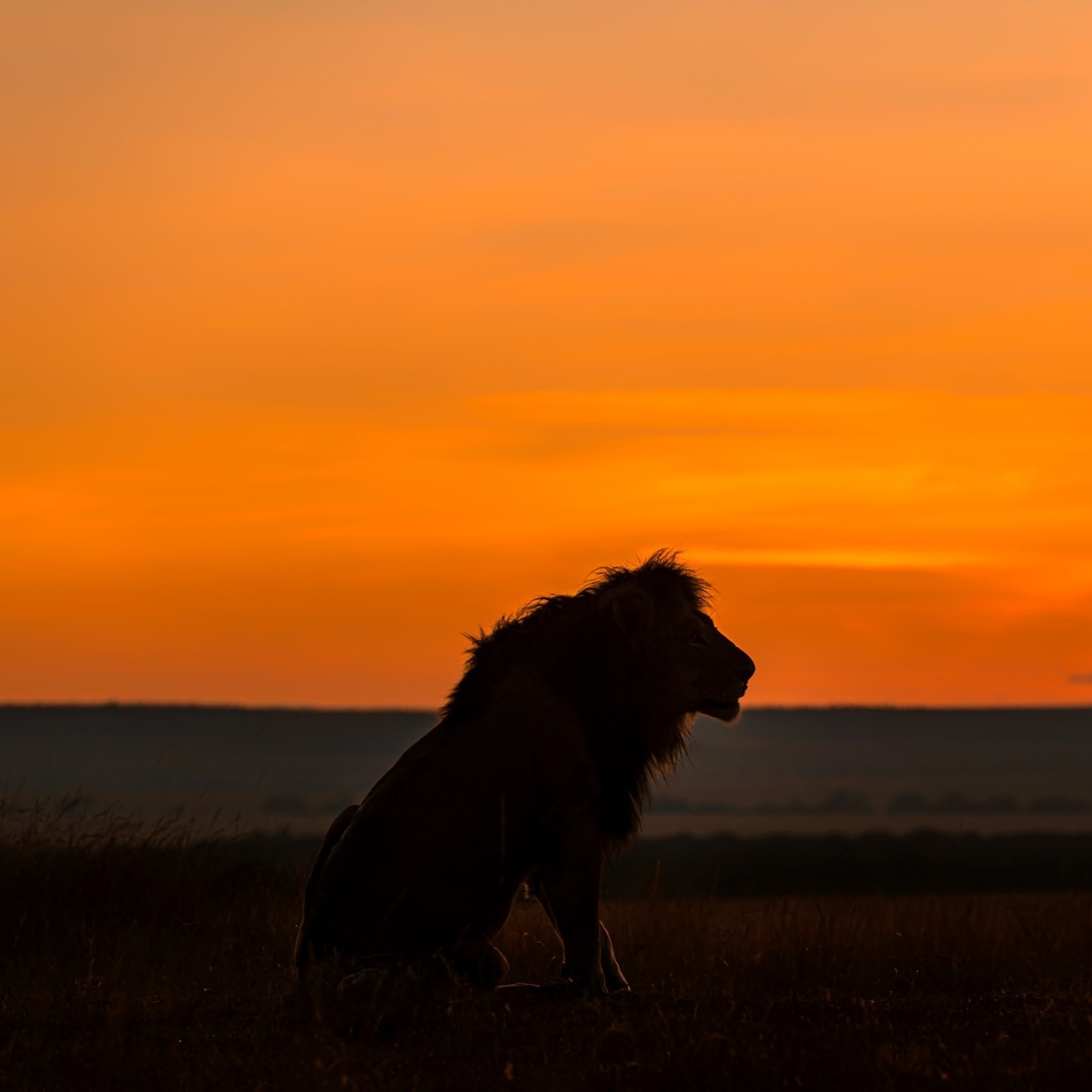 Savannah and lion wallpaper 2048x2048