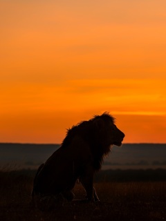 Savannah and lion screenshot #1 240x320