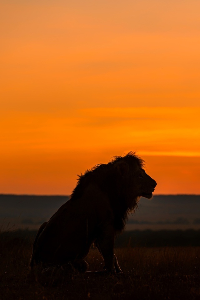 Savannah and lion wallpaper 640x960