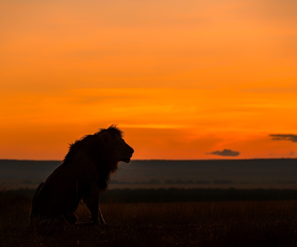 Savannah and lion wallpaper 960x800