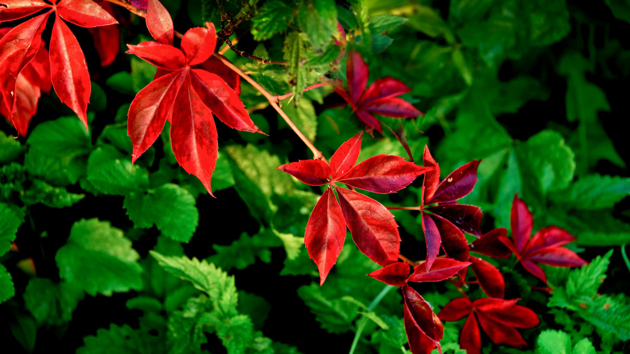 Sfondi Macro leaves 1280x720