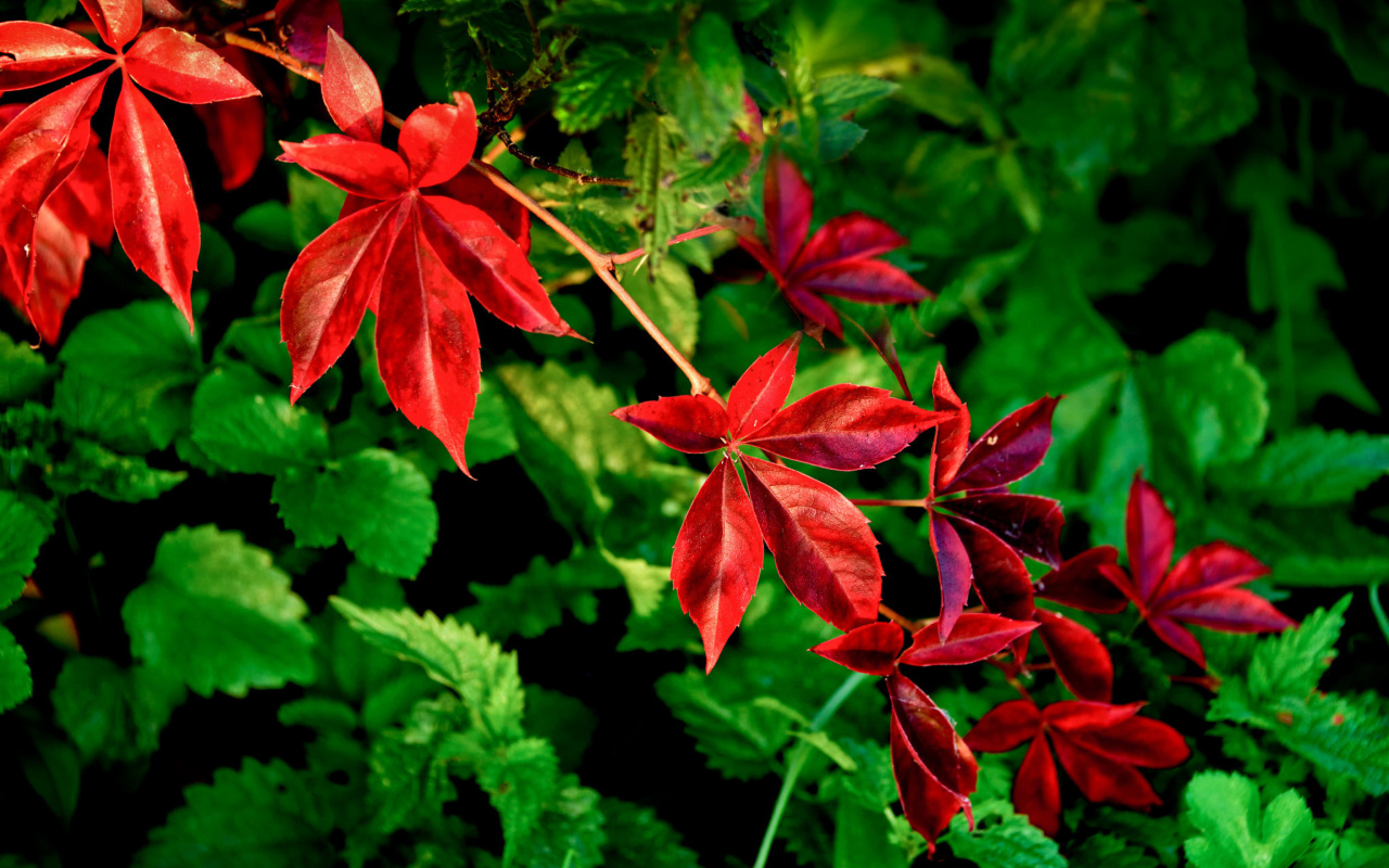 Macro leaves wallpaper 1280x800