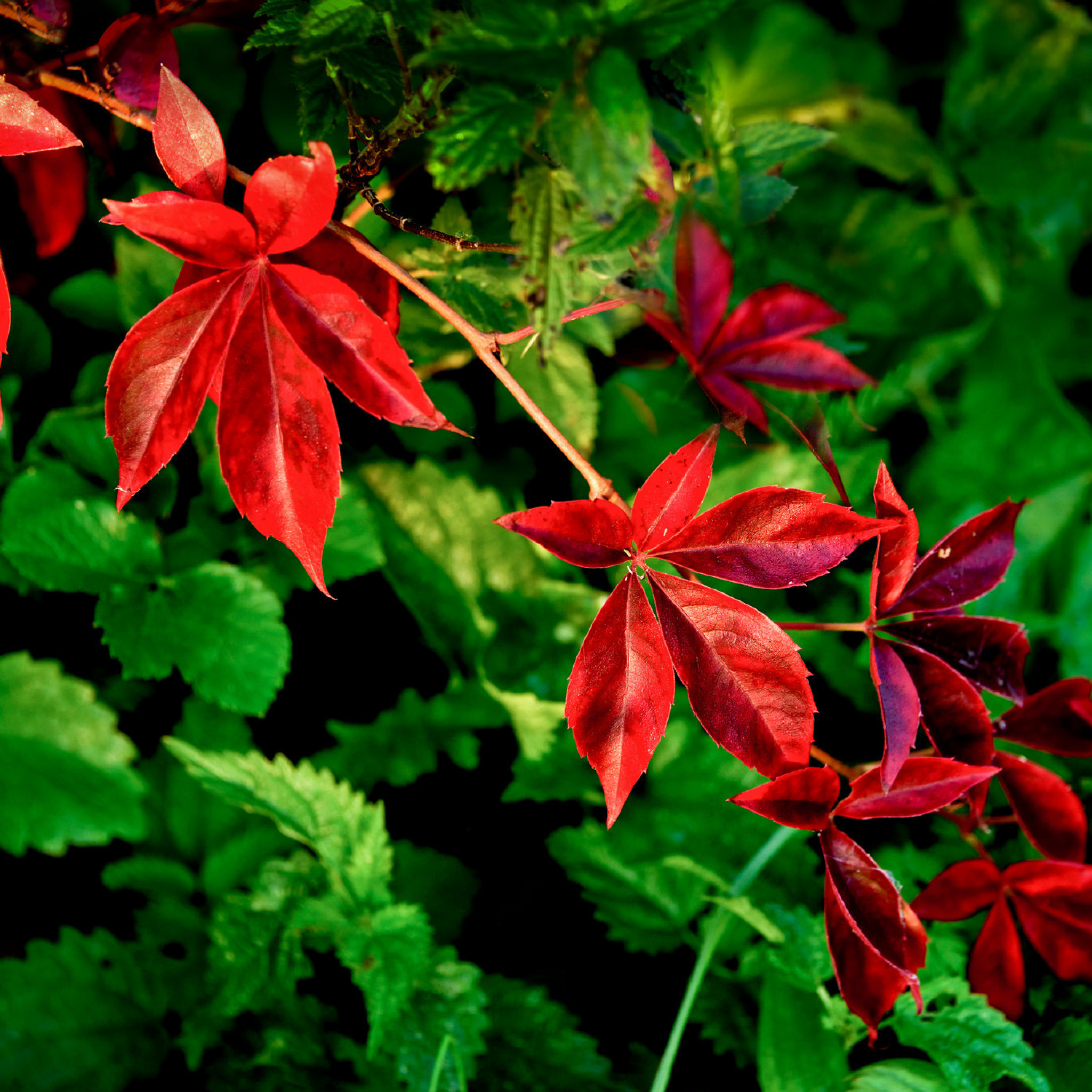 Macro leaves screenshot #1 2048x2048