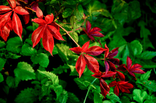 Macro leaves - Obrázkek zdarma 