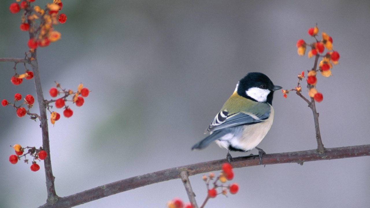 Screenshot №1 pro téma Bird On Branch With Berries 1280x720