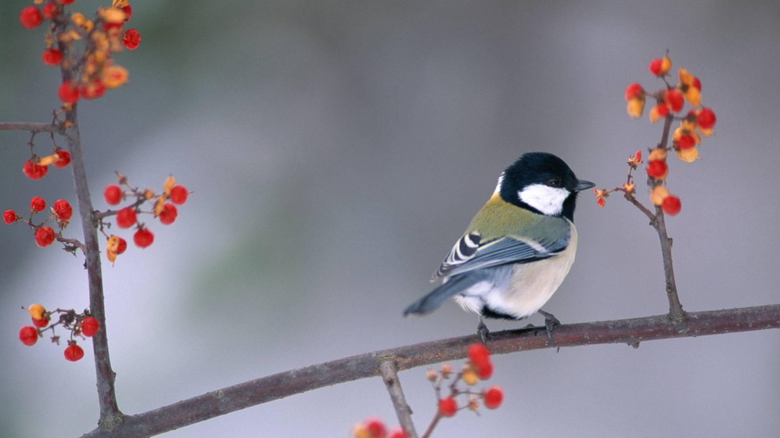 Screenshot №1 pro téma Bird On Branch With Berries 1600x900