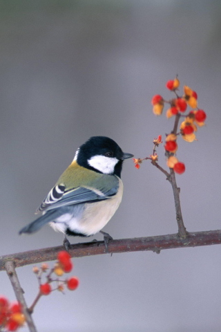 Fondo de pantalla Bird On Branch With Berries 320x480