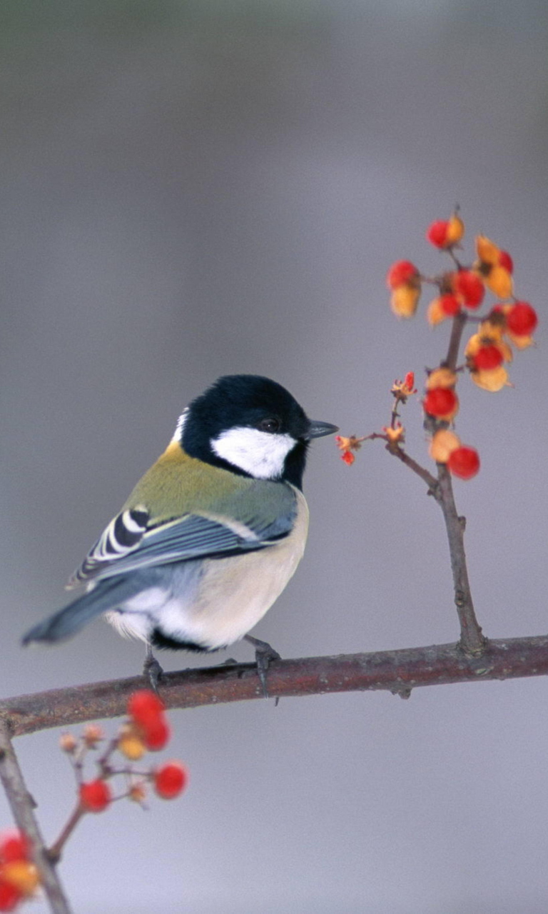 Bird On Branch With Berries wallpaper 768x1280