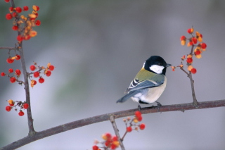 Bird On Branch With Berries - Obrázkek zdarma pro HTC Hero