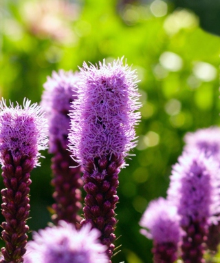 Purple Flowers - Obrázkek zdarma pro Nokia Asha 308