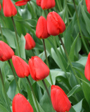 Red Tulips wallpaper 128x160