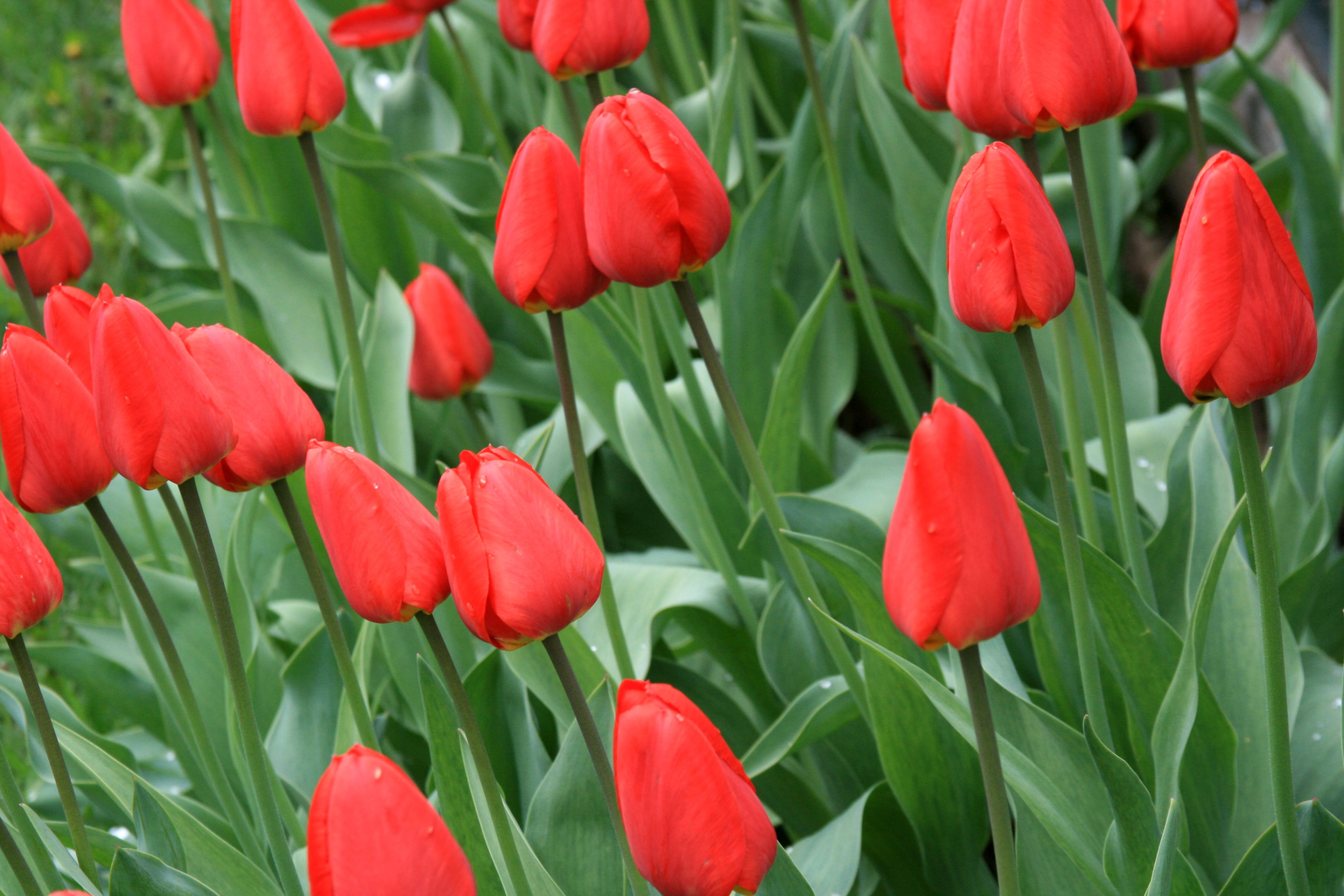 Screenshot №1 pro téma Red Tulips 2880x1920