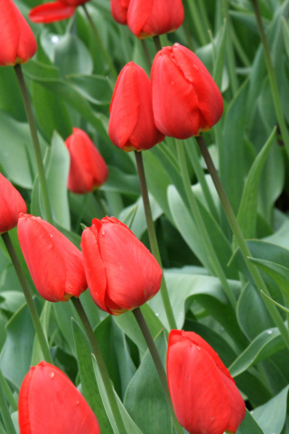 Screenshot №1 pro téma Red Tulips 320x480