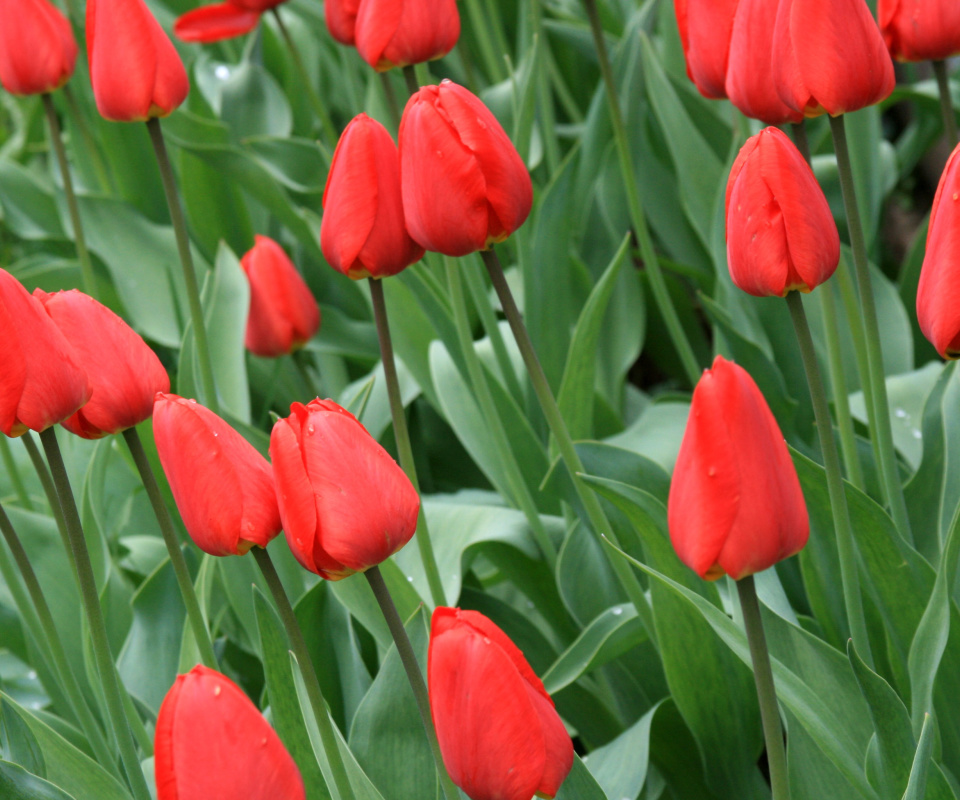 Screenshot №1 pro téma Red Tulips 960x800